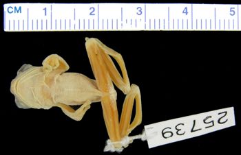 Media type: image; Herpetology A-25739